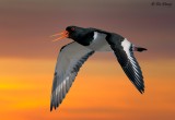 Oystercatcher sunset